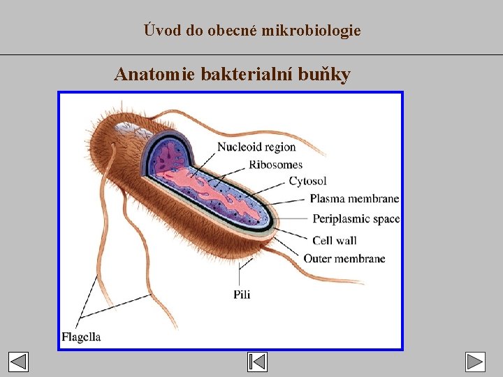 Úvod do obecné mikrobiologie Anatomie bakterialní buňky 