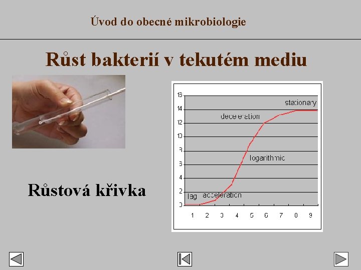 Úvod do obecné mikrobiologie Růst bakterií v tekutém mediu Růstová křivka 