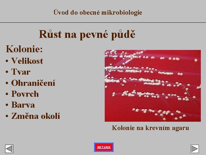 Úvod do obecné mikrobiologie Růst na pevné půdě Kolonie: • Velikost • Tvar •