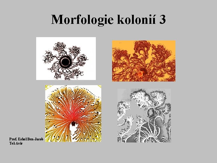 Morfologie kolonií 3 Prof. Eshel Ben-Jacob Tel-Aviv 