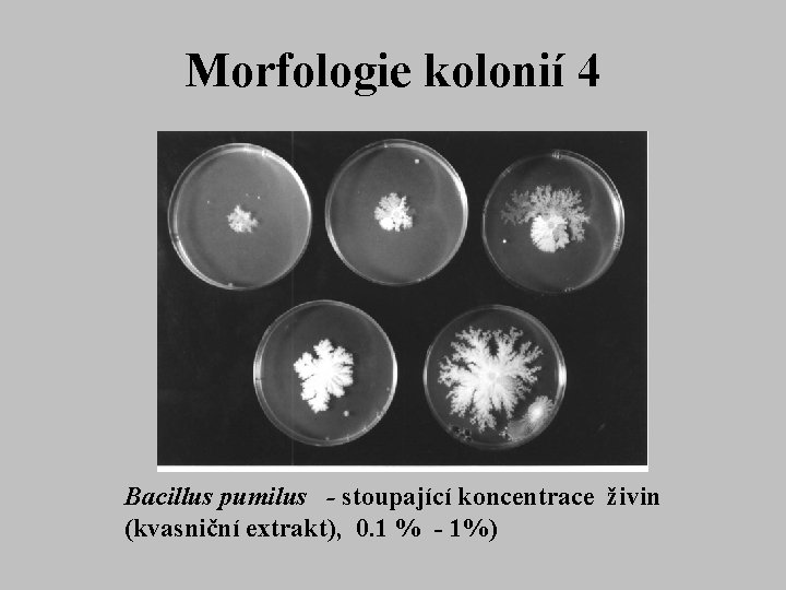 Morfologie kolonií 4 Bacillus pumilus - stoupající koncentrace živin (kvasniční extrakt), 0. 1 %