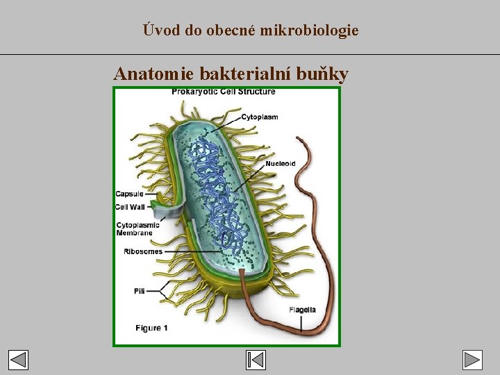 Úvod do obecné mikrobiologie Anatomie bakterialní buňky 