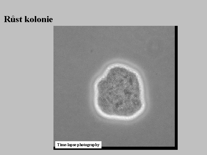 Růst kolonie Time-lapse photography 