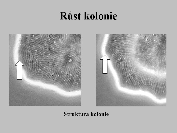 Růst kolonie Struktura kolonie 