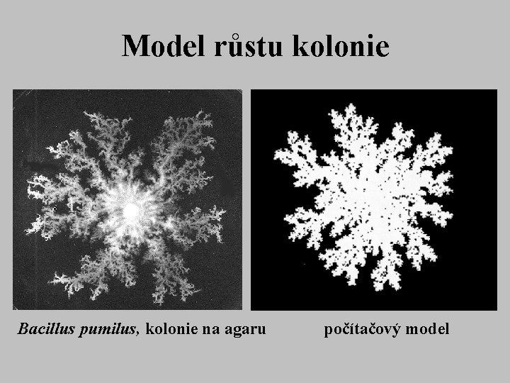 Model růstu kolonie Bacillus pumilus, kolonie na agaru počítačový model 