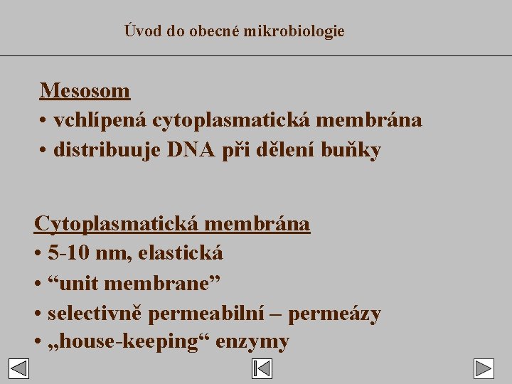 Úvod do obecné mikrobiologie Mesosom • vchlípená cytoplasmatická membrána • distribuuje DNA při dělení