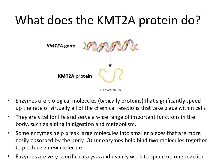 What does the KMT 2 A protein do? KMT 2 A gene KMT 2