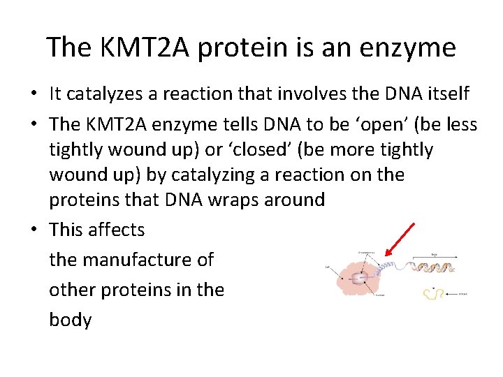 The KMT 2 A protein is an enzyme • It catalyzes a reaction that