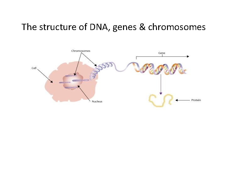 The structure of DNA, genes & chromosomes 