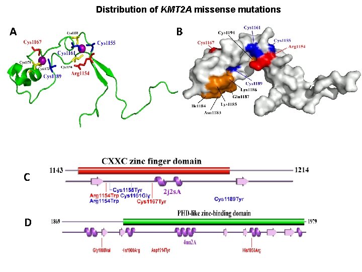 Distribution of KMT 2 A missense mutations A B C D 