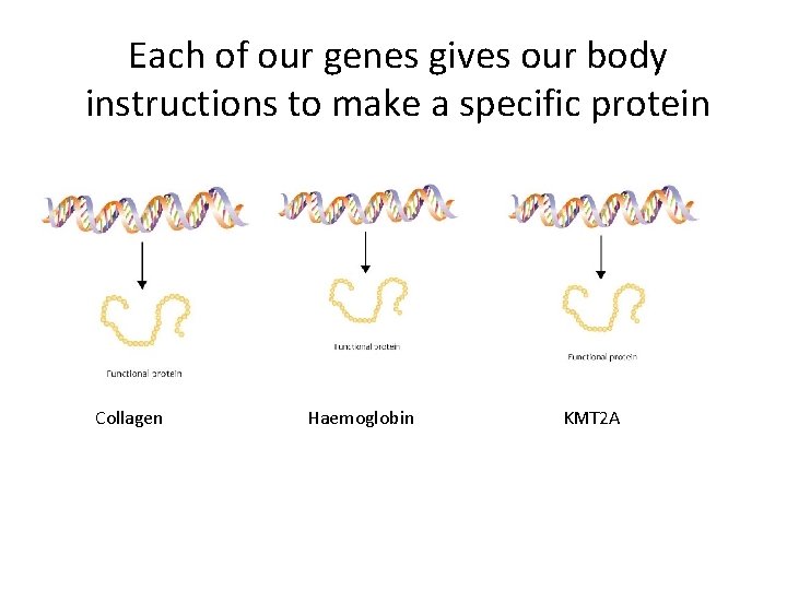 Each of our genes gives our body instructions to make a specific protein Collagen