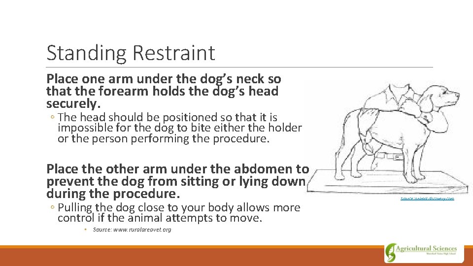 Standing Restraint Place one arm under the dog’s neck so that the forearm holds