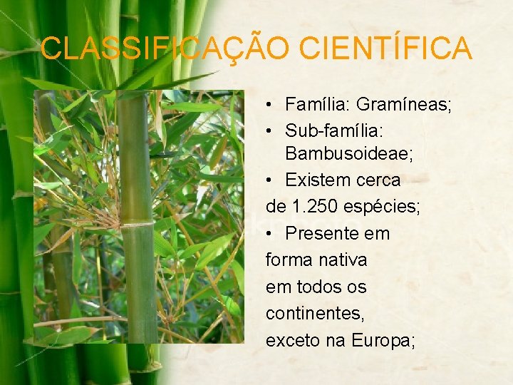 CLASSIFICAÇÃO CIENTÍFICA • Família: Gramíneas; • Sub-família: Bambusoideae; • Existem cerca de 1. 250