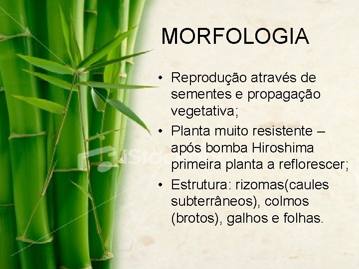 MORFOLOGIA • Reprodução através de sementes e propagação vegetativa; • Planta muito resistente –