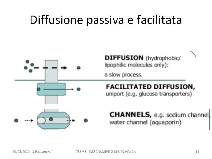 Diffusione passiva e facilitata 20/03/2019 - S. Passamonti 785 ME - INSEGNAMENTO DI BIOCHIMICA