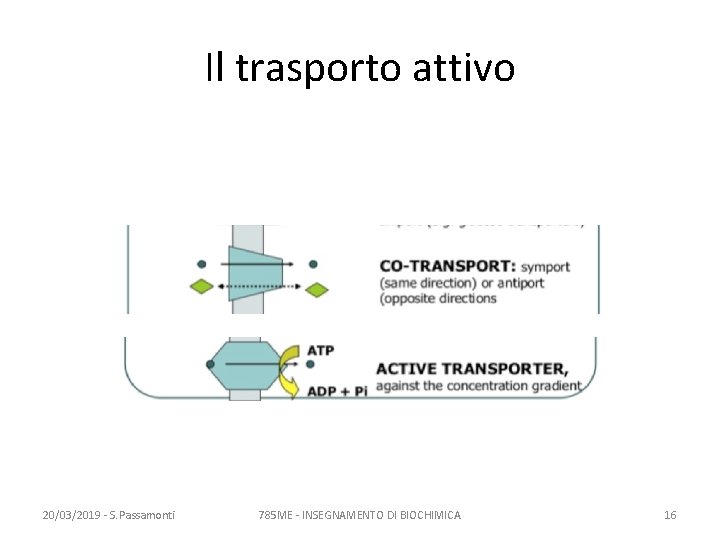 Il trasporto attivo 20/03/2019 - S. Passamonti 785 ME - INSEGNAMENTO DI BIOCHIMICA 16
