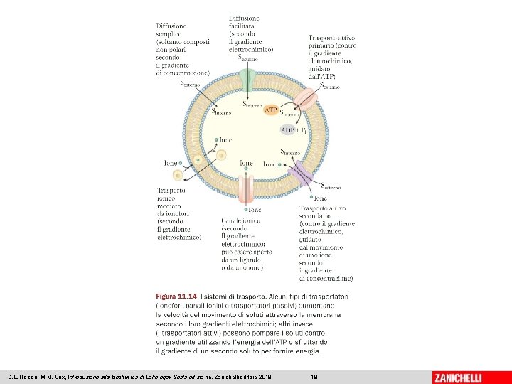 D. L. Nelson, M. M. Cox, Introduzione alla biochimica di Lehninger-Sesta edizio ne, Zanichelli