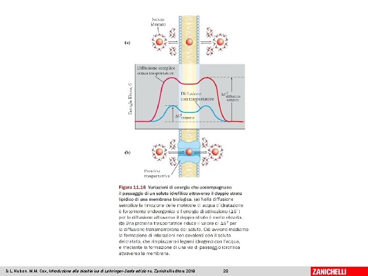 D. L. Nelson, M. M. Cox, Introduzione alla biochimica di Lehninger-Sesta edizio ne, Zanichelli