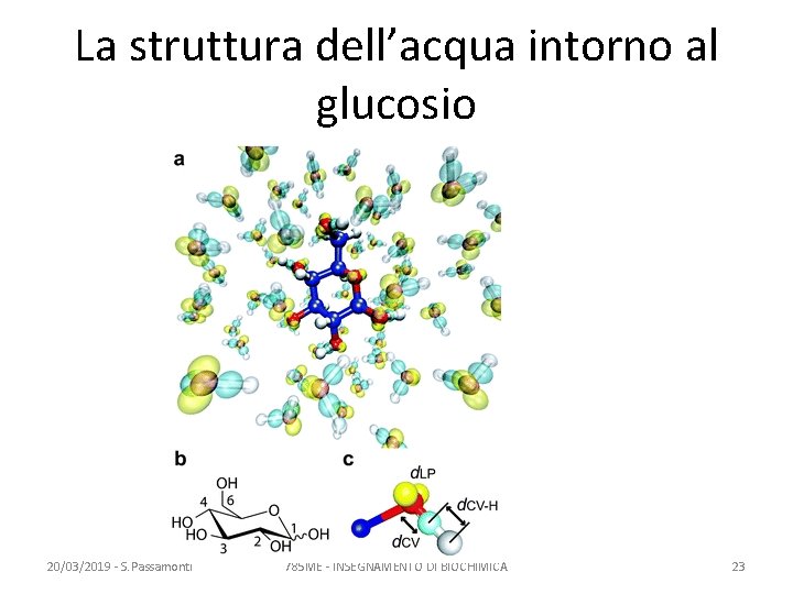 La struttura dell’acqua intorno al glucosio 20/03/2019 - S. Passamonti 785 ME - INSEGNAMENTO