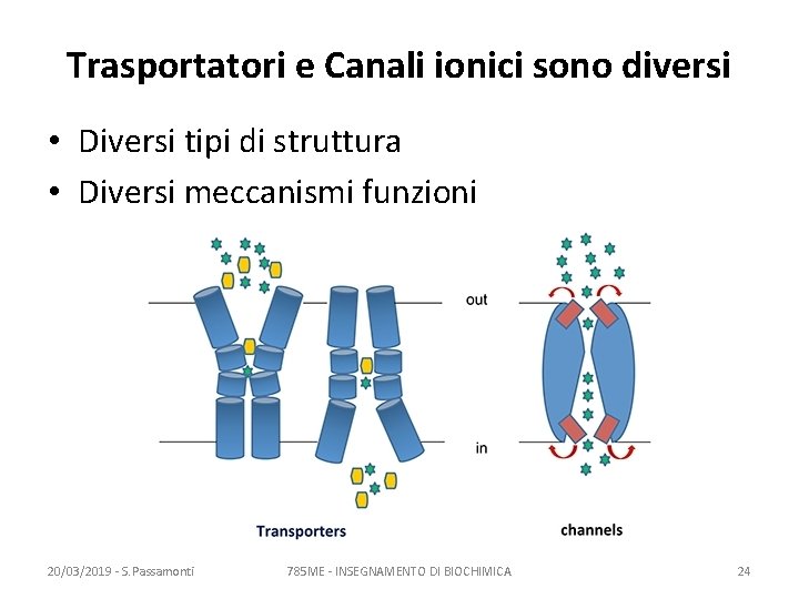 Trasportatori e Canali ionici sono diversi • Diversi tipi di struttura • Diversi meccanismi