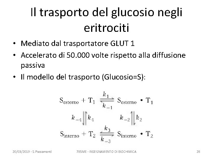 Il trasporto del glucosio negli eritrociti • Mediato dal trasportatore GLUT 1 • Accelerato