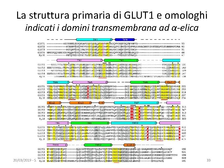 La struttura primaria di GLUT 1 e omologhi indicati i domini transmembrana ad α-elica