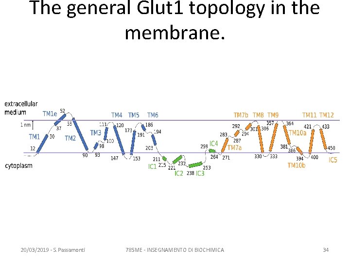 The general Glut 1 topology in the membrane. 20/03/2019 - S. Passamonti 785 ME