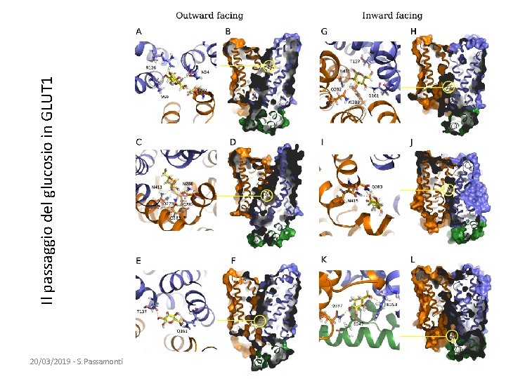Il passaggio del glucosio in GLUT 1 20/03/2019 - S. Passamonti 785 ME -