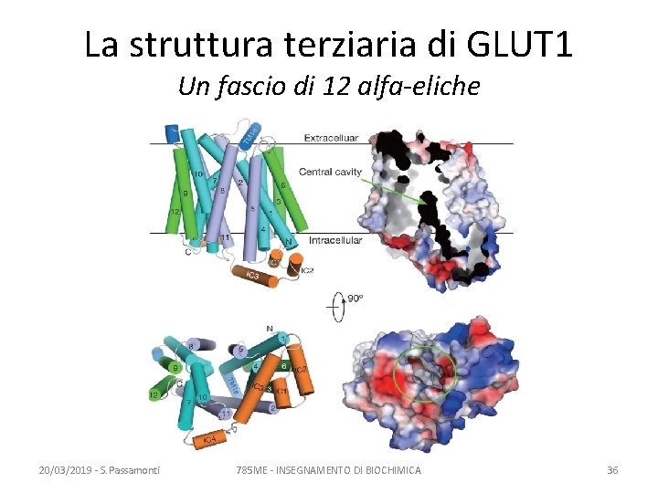 La struttura terziaria di GLUT 1 Un fascio di 12 alfa-eliche 20/03/2019 - S.