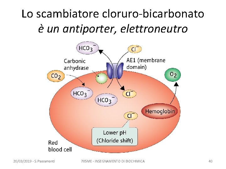 Lo scambiatore cloruro-bicarbonato è un antiporter, elettroneutro 20/03/2019 - S. Passamonti 785 ME -