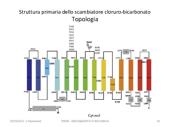 Struttura primaria dello scambiatore cloruro-bicarbonato Topologia 20/03/2019 - S. Passamonti 785 ME - INSEGNAMENTO