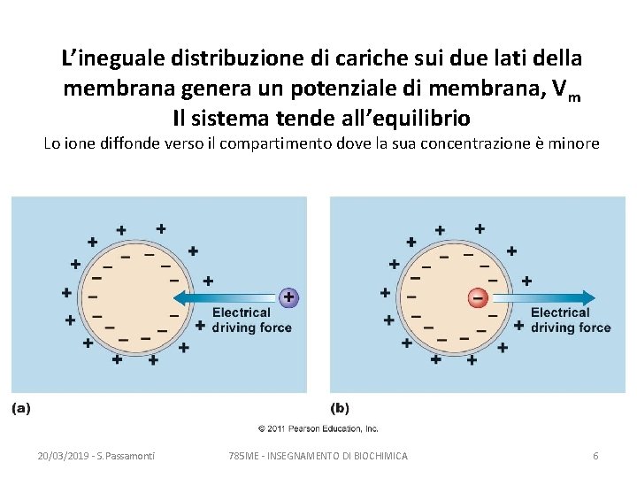 L’ineguale distribuzione di cariche sui due lati della membrana genera un potenziale di membrana,