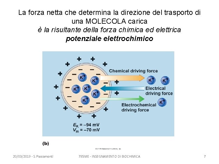 La forza netta che determina la direzione del trasporto di una MOLECOLA carica è