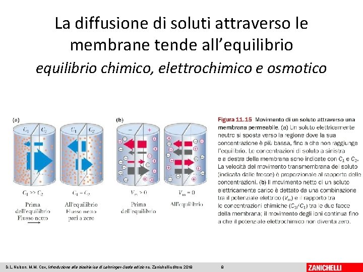 La diffusione di soluti attraverso le membrane tende all’equilibrio chimico, elettrochimico e osmotico D.