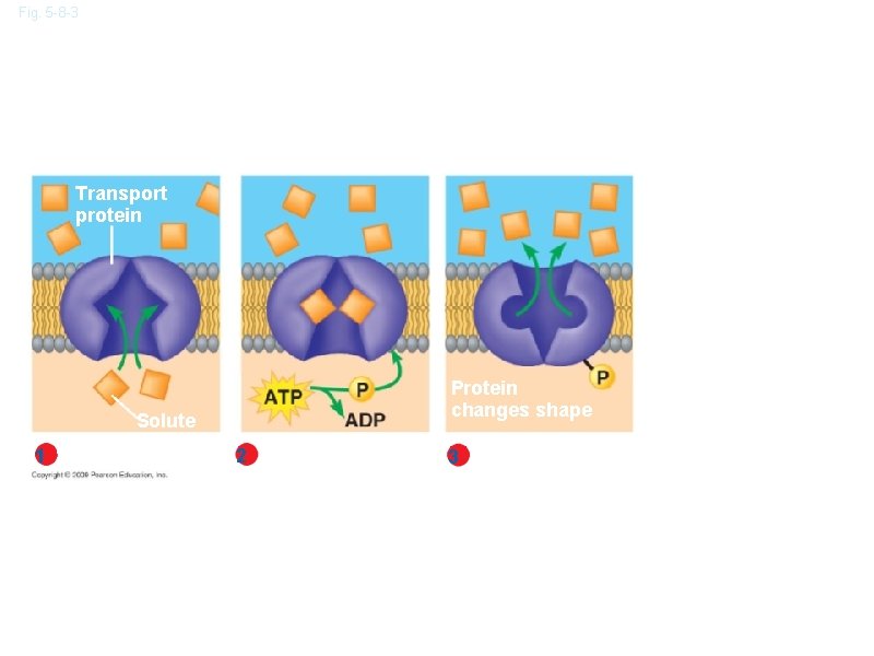 Fig. 5 -8 -3 Transport protein Protein changes shape Solute 1 Solute binding 2