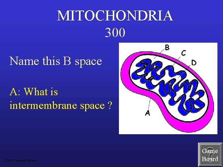 MITOCHONDRIA 300 Name this B space A: What is intermembrane space ? S 2