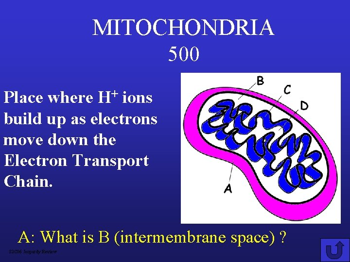 MITOCHONDRIA 500 Place where H+ ions build up as electrons move down the Electron