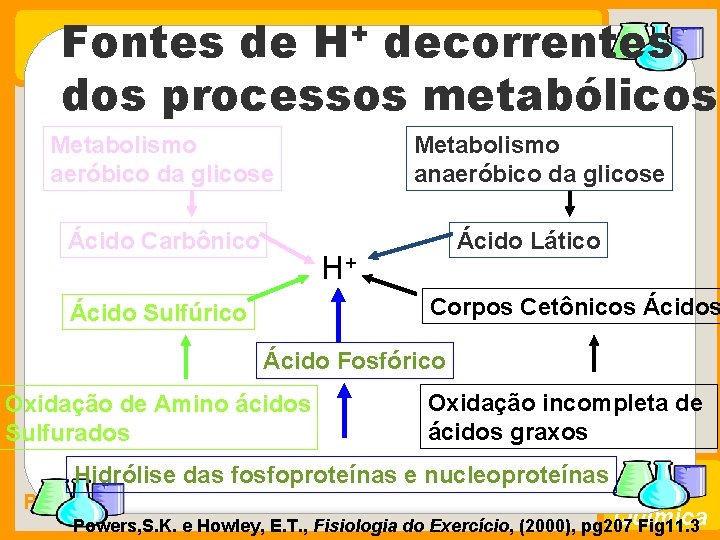 Fontes de H+ decorrentes dos processos metabólicos Metabolismo aeróbico da glicose Ácido Carbônico Metabolismo