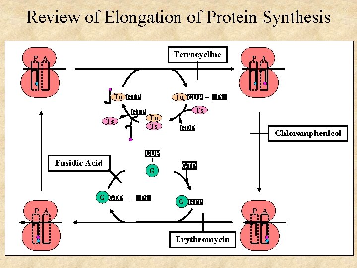 Review of Elongation of Protein Synthesis Tetracycline P A Tu GTP Tu GDP +