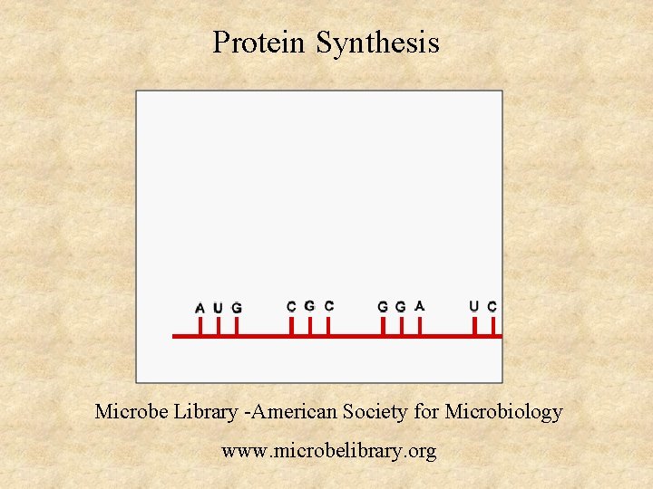 Protein Synthesis Microbe Library -American Society for Microbiology www. microbelibrary. org 