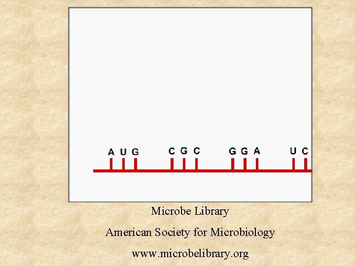 Microbe Library American Society for Microbiology www. microbelibrary. org 