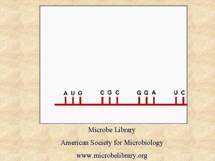 Microbe Library American Society for Microbiology www. microbelibrary. org 