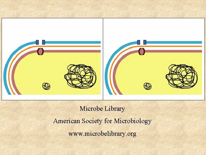 Microbe Library American Society for Microbiology www. microbelibrary. org 