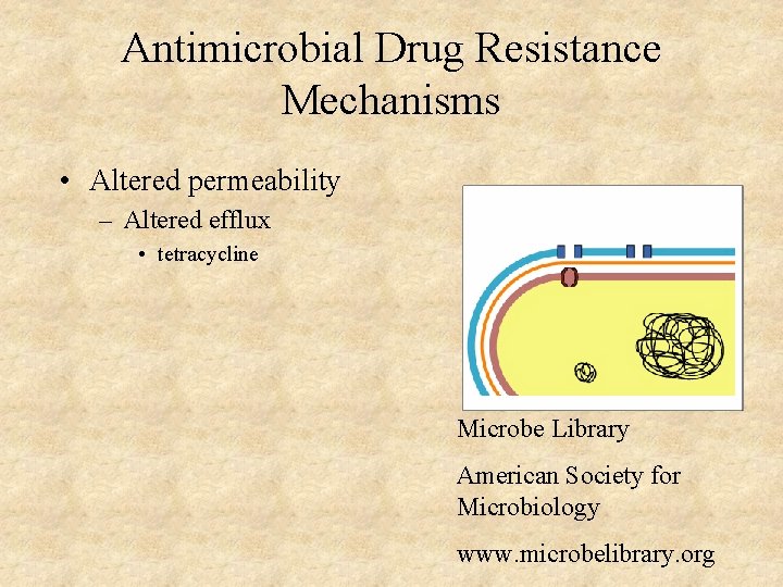 Antimicrobial Drug Resistance Mechanisms • Altered permeability – Altered efflux • tetracycline Microbe Library