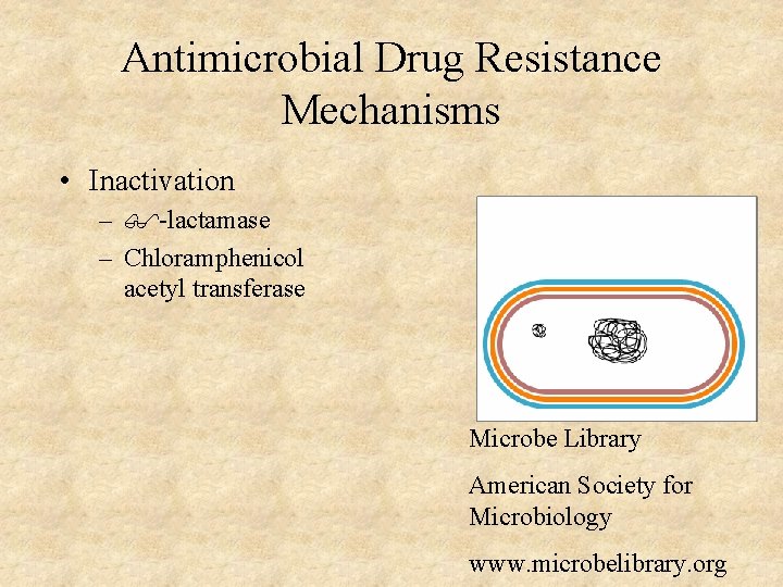 Antimicrobial Drug Resistance Mechanisms • Inactivation – -lactamase – Chloramphenicol acetyl transferase Microbe Library
