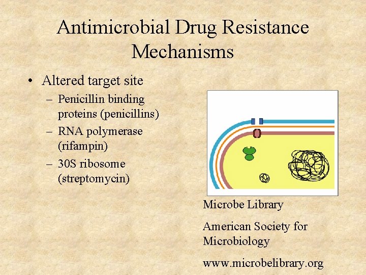 Antimicrobial Drug Resistance Mechanisms • Altered target site – Penicillin binding proteins (penicillins) –
