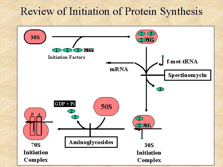 Review of Initiation of Protein Synthesis 1 3 2 GTP 30 S 1 2