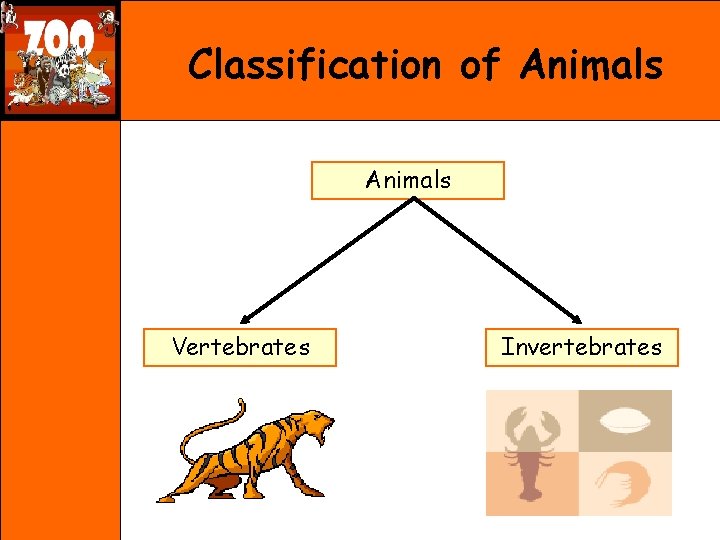 Classification of Animals Vertebrates Invertebrates 