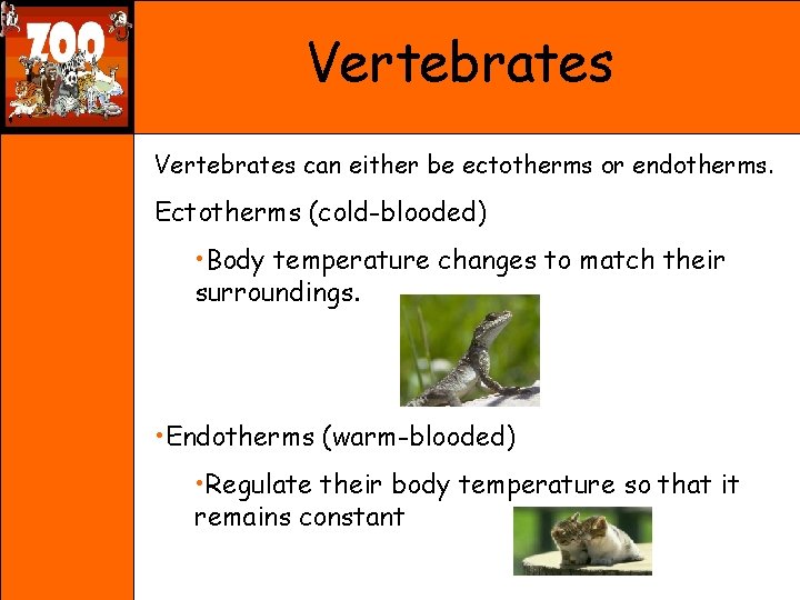 Vertebrates can either be ectotherms or endotherms. Ectotherms (cold-blooded) • Body temperature changes to