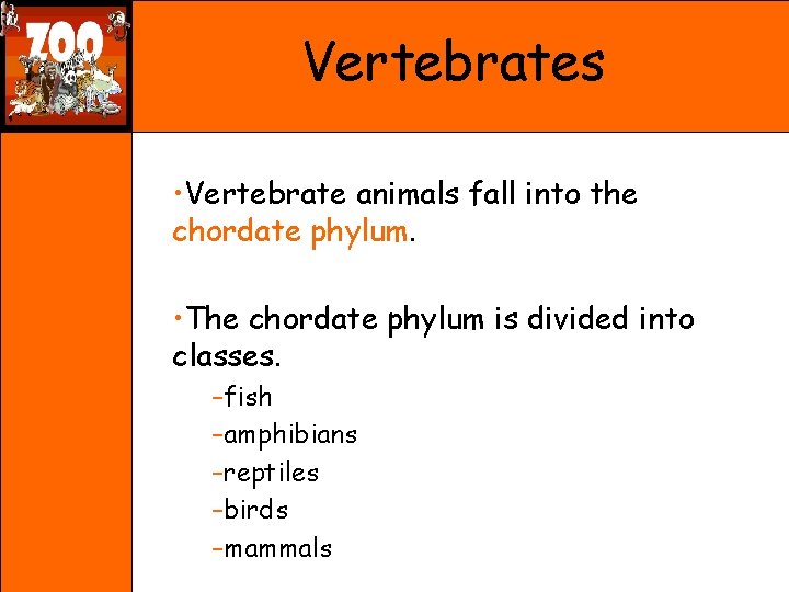 Vertebrates • Vertebrate animals fall into the chordate phylum. • The chordate phylum is
